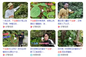 千金藤中药材现货被爆炒 中医师：不建议泡水喝，反而会有副作用图片