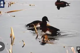 596种野生动物繁衍生息 北京已成为生物多样性最丰富大都市之一图片