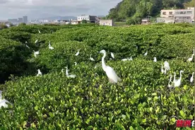 萌翻！围观鹭鸟宝宝成长记视频封面