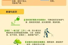 干热风是什么？如何预防小麦“干热风”？图片
