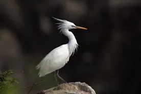 很多是第一次听到，舟山原来有这么多珍稀物种图片