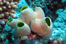 科学家称吃海鞘可能会扭转衰老的迹象图片