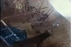 沈阳一村庄3只狗咬死多只羊，羊主人：家人把羊当宠物，没法具体估价图片