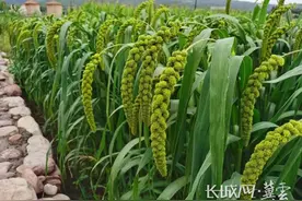 河北省下达第二批中央财政实际种粮农民一次性补贴4.98亿元图片