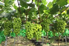 周边游推荐｜晶莹剔透的葡萄熟了！周末采摘约起来！图片