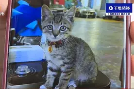 长沙一宠物猫遭小车碾压致死！主人索赔却遇多方推诿，该谁担责？图片