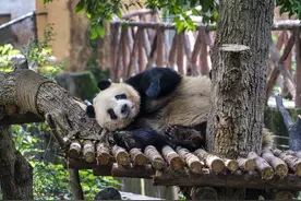 大熊猫欢快玩耍 憨态可掬惹人爱图片