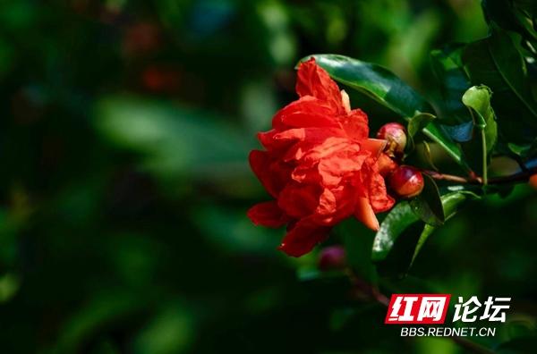 读懂了石榴花的花语，就能明白土家族女孩哭嫁时心中的期望