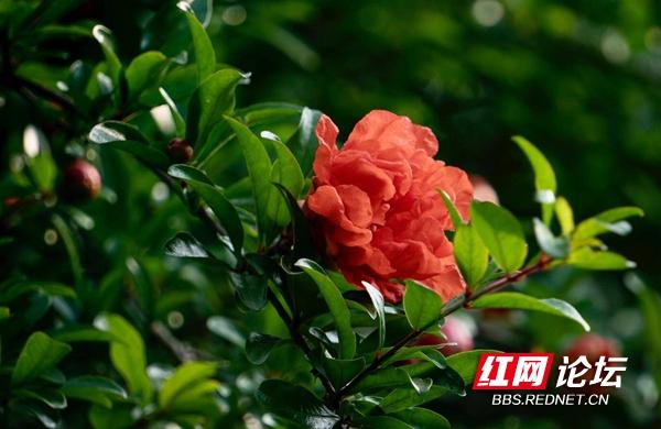 读懂了石榴花的花语，就能明白土家族女孩哭嫁时心中的期望