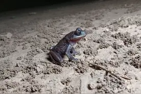 齿蟾！张家界发现稀有两栖动物图片