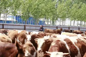 开封通许邸阁乡：返乡创业当“牛倌”共奔小康致富路图片