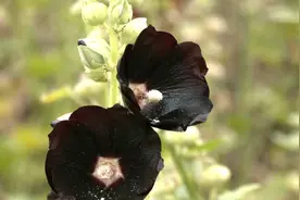 杆子高达近3米 这种黑色的花你见过吗？图片