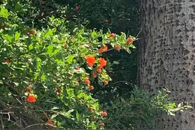 古诗词中的初夏色彩：古人如何感受夏的清凉图片