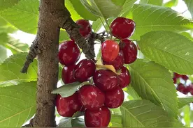 樱桃沟遇到“樱桃劫”！樱桃开花时遭“热浪”袭击，成熟时遇上疫情图片