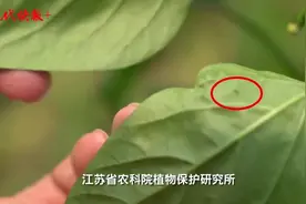 历经十余年攻关，江苏省农科院团队研发出新型生物农药图片
