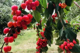 新疆洛浦：1500亩樱桃为果农带来甜蜜新生活图片