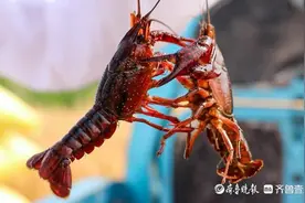 乘风破浪的小龙虾：一只鱼台龙虾的奇妙旅行图片