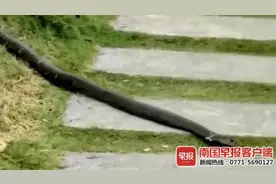 小心！广西一高校和居民区惊现毒蛇，其中一条有成年男子手臂粗图片