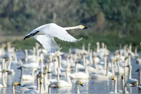 在洞庭湖湿地，看一场大规模的生命流动图片