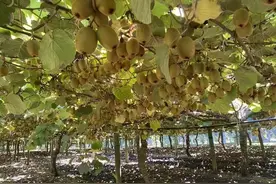 挖掘好农货，拼多多百亿补贴成刺激消费新动力图片