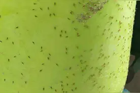 记者帮 | 哪来的奇怪小飞虫？专家：这是蚜虫有翅成虫，洗洁精稀释后就可清理图片