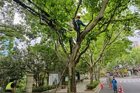 浦东绿化养护和防汛工作同步开展，陆家嘴等路段完成花卉更新图片