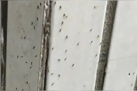 什么情况？杭州不少人家里出现怪异一幕：为啥突然来了这么多？图片