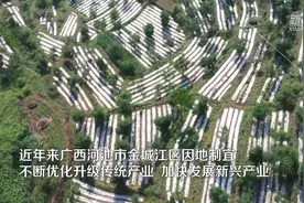 广西金城江：因地制宜发展特色产业促农增收视频封面