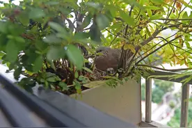 奇妙缘分！长沙老人多年借阳台给小鸟安家，搬家后又有斑鸠飞来图片
