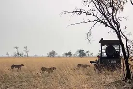 动物界“权力的游戏”回归了！《王朝》第二季开播图片