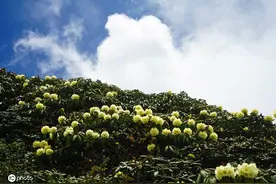 云南大理苍山杜鹃花开 壮美如画图片