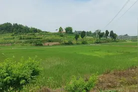 木洞镇：党建引领按下乡村振兴“快进键”图片