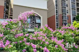 东坑新气象：一片紫色花海背后的“绣花”功夫图片