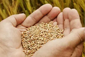 全球粮荒，资本慌吗？图片