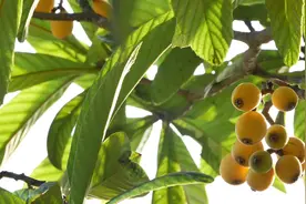 家门口的端午｜常德石门：采枇杷、包粽子、长桌宴，这个端午好热闹图片