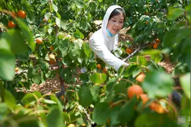 邹平：万亩水杏迎来采摘季图片