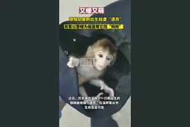 猕猴幼崽刚出生就遭“遗弃”，景区饲养员给巴掌大的萌猴当“妈”图片