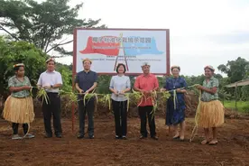 授人以渔，中国农业专家改变了这座太平洋岛国的椰子种植图片