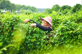 江西丰城：何首乌产业助力乡村振兴图片