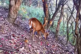 鹿科动物竟能发出这样的叫声？快看看你认识它吗图片