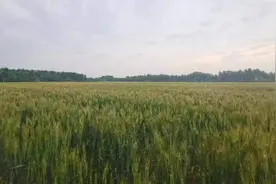 决胜18天 北京晚播小麦如何颗粒归仓图片