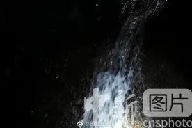 广东韶关：夜寻鳄蜥图片