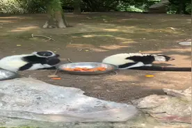 上海动物园、上海植物园今天恢复开园！领狐猴竟住到了天鹅湖中，初夏的植物园依然美丽图片