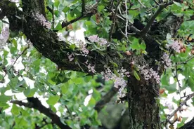 安吉余村发现国家一级保护野生植物象鼻兰图片