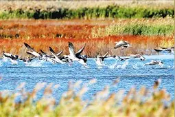 去天津看湿地图片