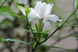 自然散步｜初夏，栀子花与雨更相配图片