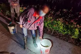 别拿“癞蛤蟆”不当保护动物！崇明一对夫妻一晚捕121只被抓图片