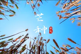 诗画二十四节气·芒种｜夜来南风起 小麦覆陇黄视频封面