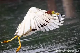 池鹭——高颜值的捕鱼能手图片