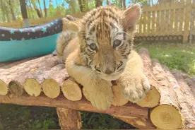 虎年·东北虎有约｜4只小萌虎来了图片